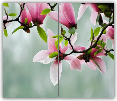 Produktbild von Tulup Glas-Herdabdeckplatte - 2x30x52cm - Glaskeramikkochfeld-Abdeckung Spritzschutz Zweiteilig Magnolie