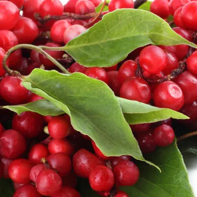 A close-up view of red berries and green leaves.