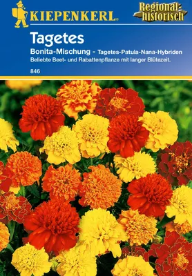 Produktbild von Kiepenkerl Studentenblumensamen Bonita-Mischung
