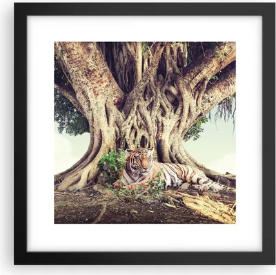 Produktbild von Gerahmtes Poster - Schwarzer Rahmen - Tiger Wild Baum - 30x30 cm - Wand Bild - Wanddeko - Wandbilder - Kunstposter - Wandposter - Bilderrahmen - Bilder - Kunstdruck - Wanddekoration - P2BAC30x30-5124