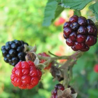 Productafbeelding van Dwergbraamstruik Rubus fruticosus 'Adrienne', pot van 2 liter