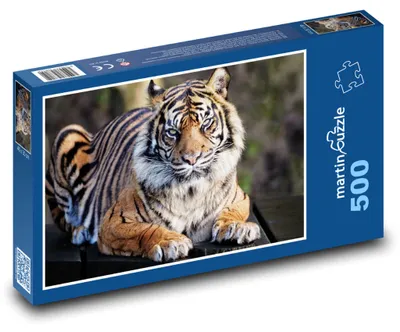 Zdjęcie produktu dla Puzzle 500 Tygrys - majestatyczny drapieżnik - martinpuzzle