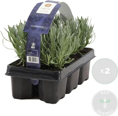 Produktbild von Bloomique - 12er Set - Lavandula Angustifolia - Lavendel Pflanze Winterhart - Duftlavendel - Gartenpflanzen Winterhart - Mehrjährig - Höhe 10-20 cm