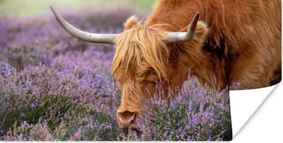 Produktbild von MuchoWow® Poster Schottischer Highlander - Tiere - Heide 160x80 cm - Foto Poster