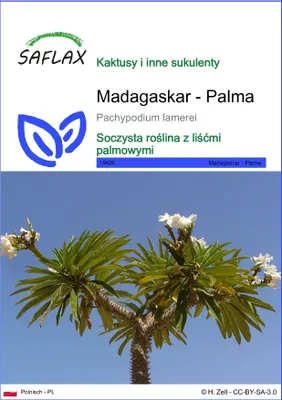 Zdjęcie produktu dla SAFLAX - Madagaskar - Palma - 10 Nasiona - Pachypodium lamerei