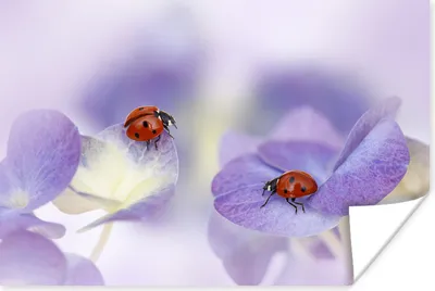 Produktbild von MuchoWow® Poster Blütenblätter - Marienkäfer - Hortensie 60x40 cm - Schlafzimmerdekoration