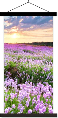 Produktbild von MuchoWow® Textilposter Lavendel - Blumen - Sonnenuntergang - Lila - Wiese 40x80 cm mit schwarzem Rahmen - Wandemalerei