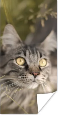 Produktbild von MuchoWow® Poster Eine Maine Coon-Katze im hohen Gras 80x160 cm - Kinderzimmer