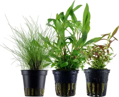 Produktbild von Pflanzen Set mit 3 Einsteiger Topf Aquarium Wasserpflanzen AquaOne Nr.234