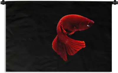 Produktbild von MuchoWow® Wandteppich Wandbehang Fisch - Meerestier - Schwanz - Rot 60x40 cm Tapisserie Dekoration Wandtuch - Wanddekorationen