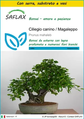 Immagine prodotto di SAFLAX Insieme di coltivazione - Ciliegio canino / Magaleppo - 30 semi - Prunus
