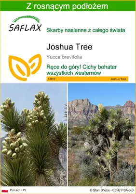 Zdjęcie produktu dla SAFLAX - Joshua Tree - 10 Nasiona - Z podłożem uprawowym wolnym od zarazków - Yucca brevifolia