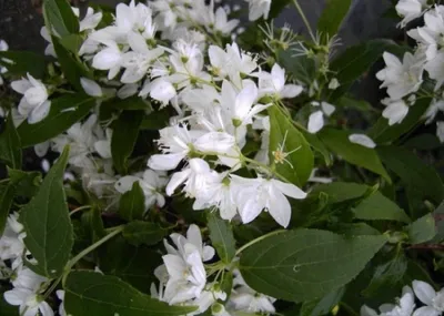 Produktbild von Deutzia gracilis - Maiblumenstrauch 40-60cm