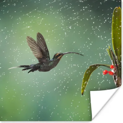 Produktbild von MuchoWow® Poster Kolibri im Regen auf dem Lande in Costa Rica 100x100 cm - Babyzimmer