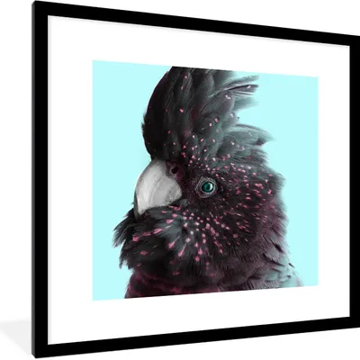 Produktbild von MuchoWow® MuchoWow® Gerahmtes Poster Kakadu - Blau - Schwarz 40x40 cm - Poster mit zchwarzem Bilderrahmen - Poster - Plakat im Rahmen