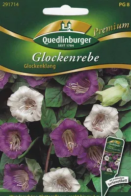 Zdjęcie produktu dla Quedlinburger Saatgut - Glockenrebe Glockenklang - Nasiona - 291714