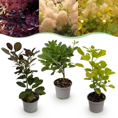 Image de Green boutiQ - Plante de jardin - Cotinus coggyria Tricolour - Violet-Vert-Jaune - 3 plants - À feuilles caduques - Peu d'entretien - Pot de 12 cm, hauteur 35 cm