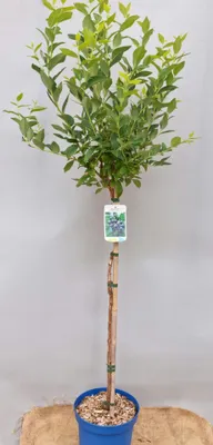 Produktbild von Heidelbeere Stamm ca. 60 cm winterhart Pflücken ohne Bücken Bienenfreundlich