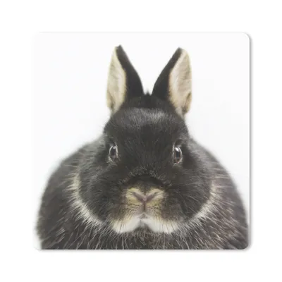 Produktbild von MuchoWow® Mauspad Mousepad Kaninchen - Haustiere - Fell 20x20 cm - Mousepads - Maus Mat - Pad - Mausunterlage - Desk Mat - Bureauartikeln