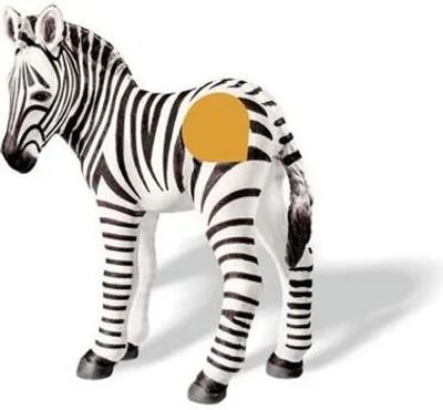 Produktbild von tiptoi® Zebrafohlen
