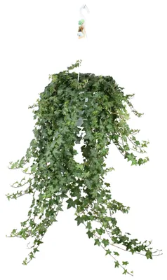 Immagine prodotto di Hedera Helix Pitsburg con vaso sospeso XXL - 70-80cm - Ø24cm - Pianta d'appartamento - Sempreverde