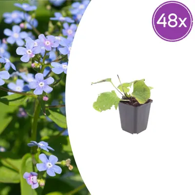 Zdjęcie produktu dla Brunnera macrophylla | 48 sztuk - 10-25cm - Ø9cm - Roślina ogrodowa