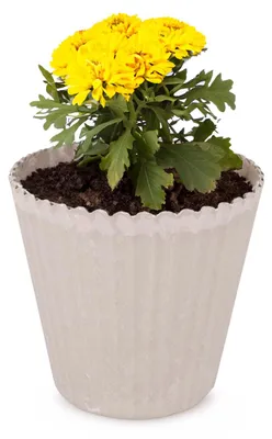 Immagine prodotto di Vaso da fiori sabbia beige scanalato come vaso per piante da esterno rotondo 13 cm