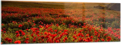 Produktbild von Bilder auf glas - Mohn Blume Wiese - 160x50cm - Glasbilder - Wandbilder - Kunstdruck - zum Aufhängen bereit - Wanddekoration aus Glas - Glas Bilder - Wandbild auf Glas - Einteilig - GAB160x50-3643
