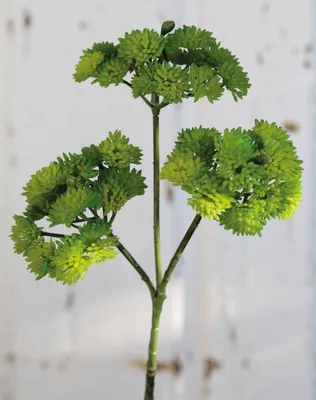 Produktbild von artplants.de Künstlicher Sedum Zweig JAROH, grün, 35cm - Kunst Sedum