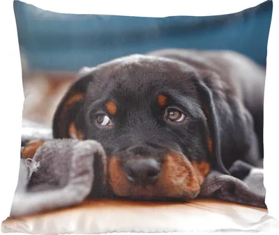 Produktbild von MuchoWow® Zierkissen Sofakissen Wohnzimmer Dekokissen 45x45 cm Niedlicher Rottweiler-Welpe liegt auf dem Boden - Schlafpolster - Polster für das Sofa