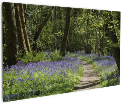 Produktbild von Wallario Premium Leinwandbild Wiese voller blauer Hasenglöckchen im Wald in Größe 60 x 90 cm