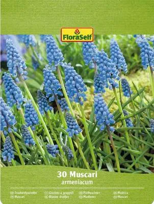 Obrázek produktu pro Modřenec arménský FloraSelf 'Armeniacum' 30 ks