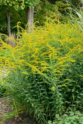 Produktbild von Solidago rugosa 'Fireworks', Goldrute, leuchtend gelb, ca. 9x9 cm Topf