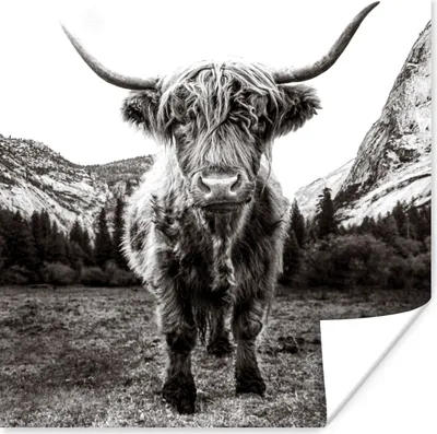 Produktbild von MuchoWow® Poster Berg - Schwarz - Weiß - Schottischer Highlander 75x75 cm - Wand Dekoration