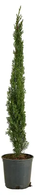 Produktbild von Cupressus Gartenpflanze, 100 cm hoch, 18 cm Topf-Durchmesser, Immergrün, Winterhart