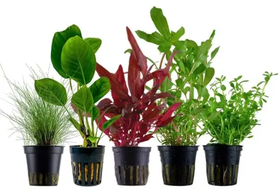 Produktbild von Pflanzen Set mit 5 Einsteiger Topf Aquarium Wasserpflanzen AquaOne Nr.212