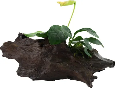 Produktbild von Aquarium Pflanze Anubias barteri var. nana auf Wurzel Tropica Nr.101 YWS