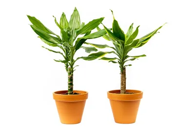 Obrázok produktu pre Gardners Dracaena fragrans zmes kmeňov, priemer 12 cm