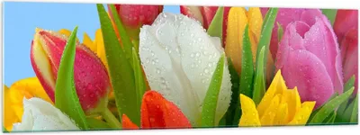 Produktbild von Bilder auf glas - Tulpen Blumenstrauß Blumen Tau - 160x50cm - Glasbilder - Wandbilder - Kunstdruck - zum Aufhängen bereit - Wanddekoration aus Glas - Glas Bilder - Wandbild auf Glas - GAB160x50-2526