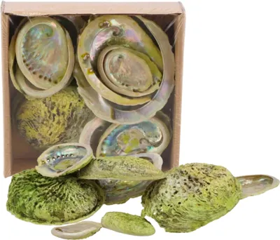 Obrázok produktu pre Dekorácia Abelone mušle - Mix - cca 5 až 11 cm - 500 gramov - Zelená