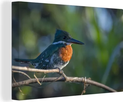 Zdjęcie produktu dla OneMillionCanvasses® - Obrazy na płótnie - 150x100 cm, Kookaburra w kolorze pomarańczowym i niebieskim, Dekoracja ścienna z nadrukiem