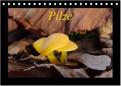 Produktbild von Pilze (Tischkalender 2025 DIN A5 quer), CALVENDO Monatskalender