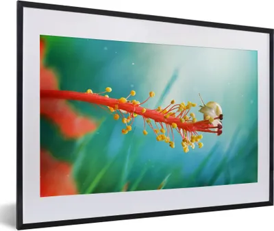 Produktbild von MuchoWow® Gerahmtes Poster Schnecke auf Pflanze 60x40 cm - Poster mit Schwarzem Bilderrahmen Wandposter Rahmen Foto Bilder - Schlafzimmer - Plakat in Rahmen - Drucken