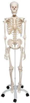 Skelettmodell, klassisch, mit Anatomie-Software, 1 Stück