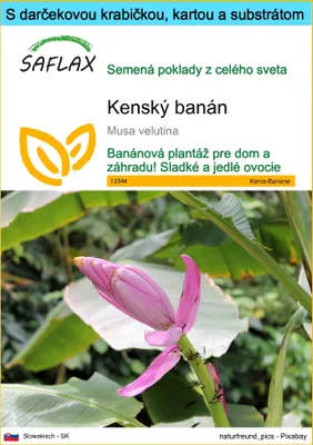 Obrázok produktu pre SAFLAX Darčeková sada - kenský banán - Musa velutina - 8 Semená - S darčekovou krabičkou, prepravným štítkom, darčekovou kartou a pestovateľským médiom