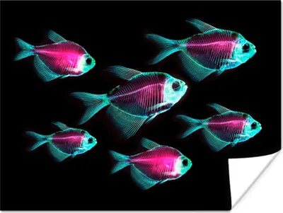 Produktbild von MuchoWow® Poster Fisch - Lila - Blau 120x90 cm - Wandbild