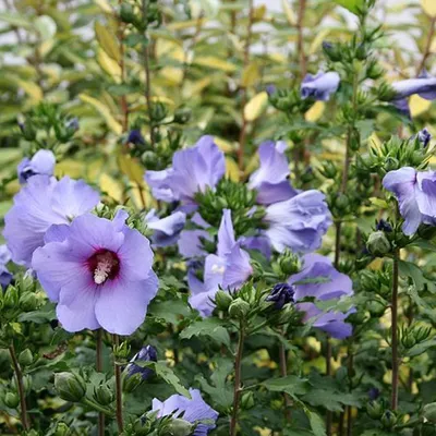 Produktbild von 2 x  Garteneibisch - Hibiscus syriacus 'Oiseau Bleu'  | 40-60 cm in Container