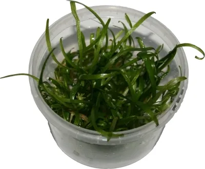 Produktbild von 3 Dosen Sagittaria Subulata in vitro, Pfeilkraut, Wasserpflanzen steril angezogen