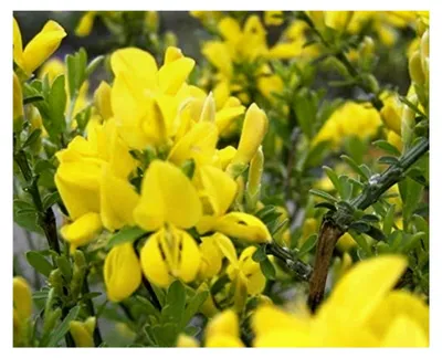 Produktbild von Cytisus x beanii - Kriechginster - Duftender Zwergginster - Kissenginster
