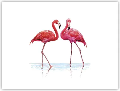 Produktbild von Poster - Poster ohne Rahmen - Flamingos Rosa Paar - 40x30 cm - Wand Bild - Wanddeko - Wandbilder - Kunstposter - Wandposter - Bilder - Kunstdruck - Wanddekoration - Wandbild - P2XAA40x30-4243